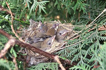 Mlode rudziki #ptaki #ptak #rudzik #młody #juv